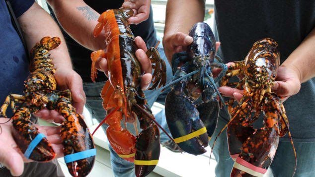 Two-toned lobster